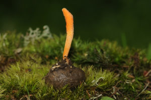 Cordyceps