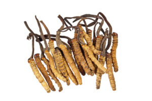 Cordyceps Extrakt