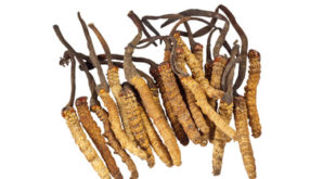 Cordyceps Pilz