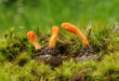 Cordyceps militaris