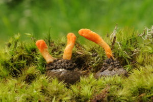 Cordyceps militaris