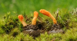 Cordyceps militaris