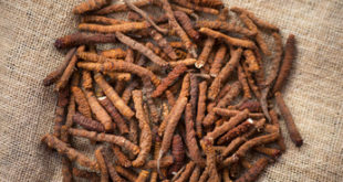 Yarsagumba