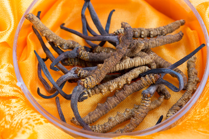 (c) Cordyceps-pilz.org