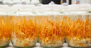 Cordyceps Pilz Zucht