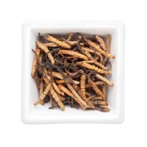 Cordyceps sinensis in einer Schale. 