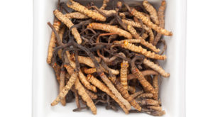 Cordyceps sinensis in einer Schale. Traditionelle Medizin gegen Bluthochdruck.