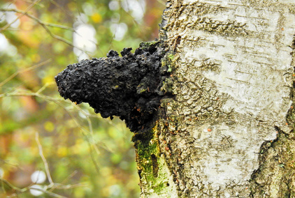 Vitalpilz Chaga Vitalpilze