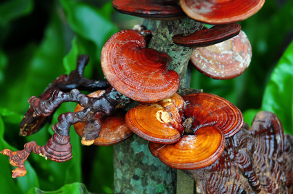 Vitalpilz Reishi Vitalpilze