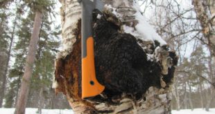 Chaga Pilz mit Axt an Birke